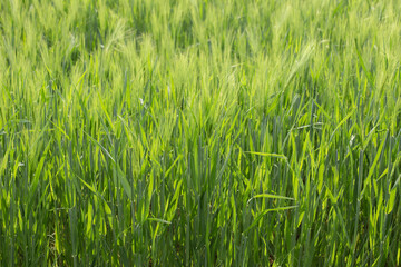 Green spring background from barley field. High quality photo