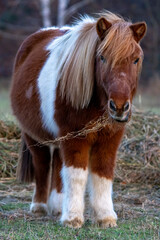 ein braunes Pferd mit Heu im Maul