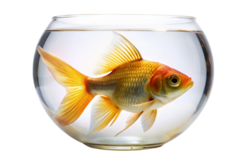 Vibrant tropical fish with vivid scales and flowing fins, captured in a modern glass tank against a white background