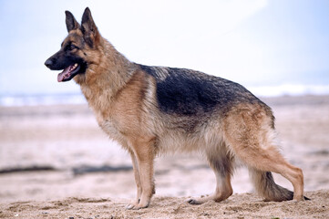 berger allemand