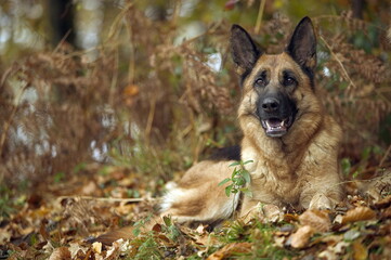 Berger allemand