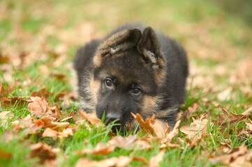 Chiot berger allemand