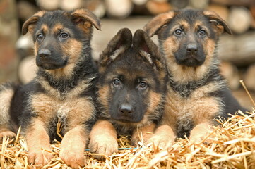 Chiots bergers allemands