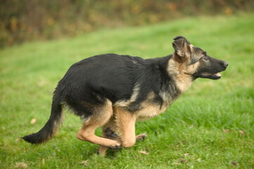 Jeune berger allemand en course