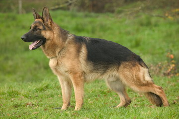 Berger allemand