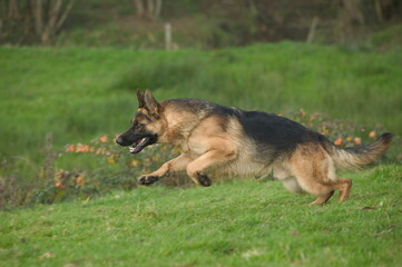 Berger allemand en course