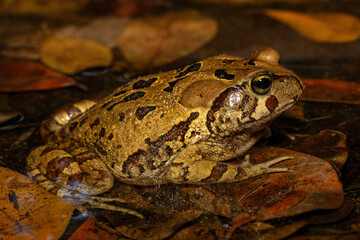 A beautiful eastern leopard toad (Sclerophrys pardalis), in a small pond, in Western Cape, South Africa