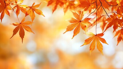 Vibrant orange maple leaves on blurred autumn background.