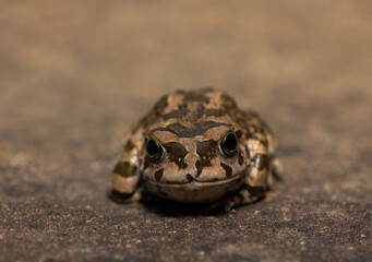 Karoo toad (Vandijkophrynus gariepensis), also known as a gariep toad, or mountain toad, on a rock in the wild