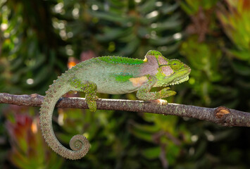 A stunningly beautiful Knysna dwarf chameleon (Bradypodion damaranum), in the wild, in the Western Cape, South Africa © Craig