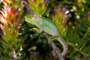 A stunningly beautiful Knysna dwarf chameleon (Bradypodion damaranum), in the wild, in the Western...