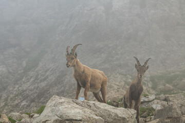 Two (2) ibex, capricorn on the rocky slope of a mountain, standing on a big rock. Swiss mountains,...