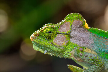 Close-up of a beautiful Knysna dwarf chameleon (Bradypodion damaranum), in the wild, in the Western Cape, South Africa