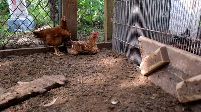 Hand held shot while mowing camera closer toward chicken sitting or relaxing in the corner of outdoor enclosure and then standing up as other bird came closer