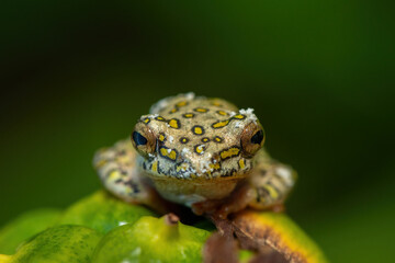 A spotted painted reed frog (Hyperolius marmoratus verrucosus) on an Arum lily, at the edge of a pond