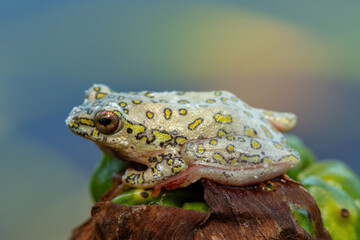 A spotted painted reed frog (Hyperolius marmoratus verrucosus) on an Arum lily, at the edge of a pond