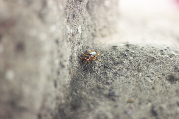 A detailed macro shot of a small cricket crawling on rough gray concrete with a blurred background