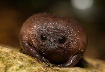 Close-up of a cute plain rain frog (Breviceps fuscus), also known as a black rain frog or Tsitsikamma rain frog