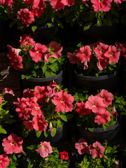 beautiful flowers in the garden