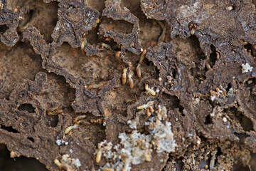 Termites are eating the wood. cause damage, Macro asia termites that are eating wood and laying eggs to breed  