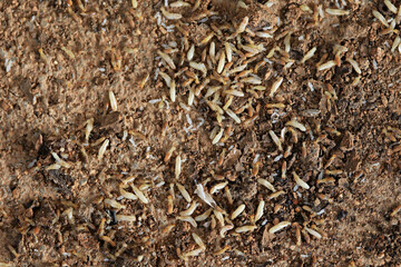Termites are eating the wood. cause damage, Macro asia termites that are eating wood and laying eggs to breed  
