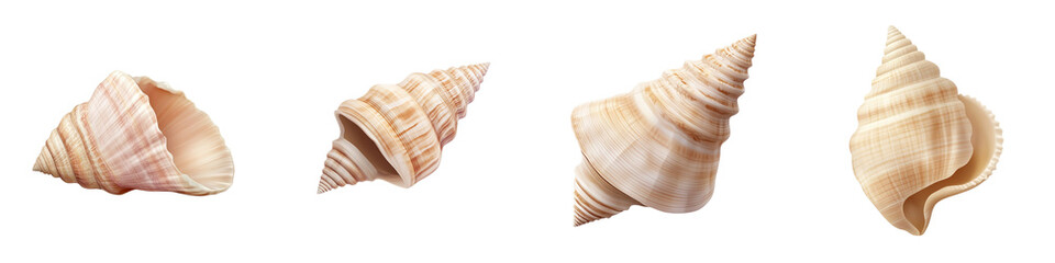 Obraz premium A collection of spiral seashells showcasing natural patterns and hues, highlighting their unique shapes and textures.