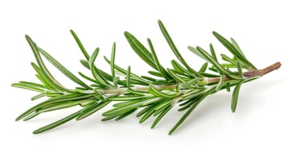 Fototapeta premium Fresh rosemary sprig isolated on white background.