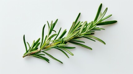 Fototapeta premium Fresh rosemary sprig on white background.