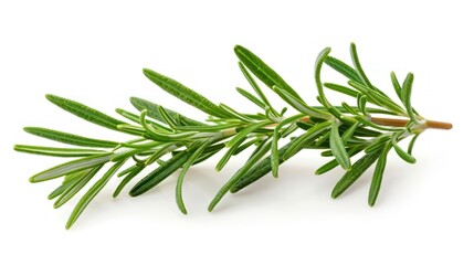 Fototapeta premium Fresh rosemary sprig isolated on white background. (2)