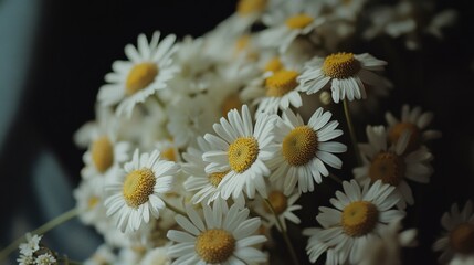 Fototapeta premium A close-up view of a bouquet of white flowers with bright yellow centers, ideal for use in illustrations or designs where simplicity and elegance are key