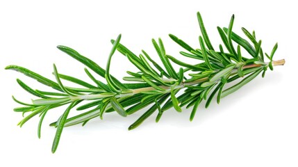 Fototapeta premium Fresh rosemary sprig isolated on white background. (1)