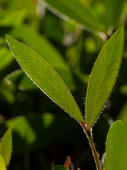 beautiful plants in the forest