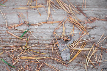 A wooden board on which pine needles are scattered. Some needles have turned brown, while others are still green. The board is older and shows various cracks and scuffs.