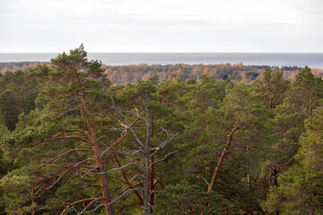 
The coniferous forest stretches to the sea.  In the foreground is a dense pine forest dominated by green needles. Some trees are older and have branched into interesting shapes.