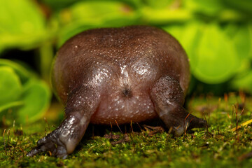 Rear of a plain rain frog (Breviceps fuscus), also known as a black rain frog or Tsitsikamma rain frog