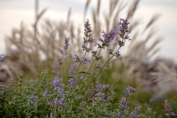 A flowering plant with purple flowers. Other plants with long, fluffy inflorescences can be seen in the background.