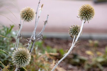 The picture shows a plant of the thorn family with round, prickly heads.