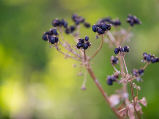 beautiful plants in the forest