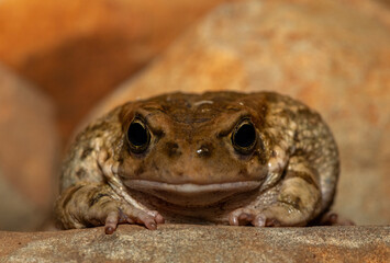 Raucous toad (Sclerophrys capensis), also known as a Ranger’s toad, on a rock on a warm summer’s evening in the wild