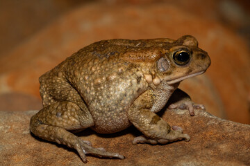 Raucous toad (Sclerophrys capensis), also known as a Ranger’s toad, on a rock on a warm summer’s evening in the wild