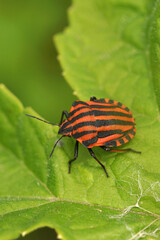 Vertical colorful closeup on a vibrant red Italian striped bug Graphosoma italicum on green leaf