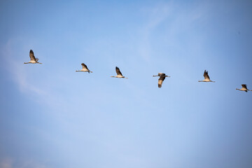 Demoiselle Cranes in flight in blue sky into the clouds of Rajasthan state in india.