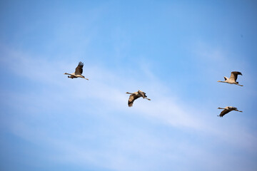 Demoiselle Cranes in flight in blue sky into the clouds of Rajasthan state in india.