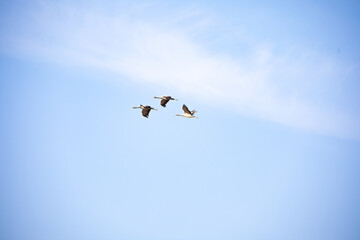 Demoiselle Cranes in flight in blue sky into the clouds of Rajasthan state in india.