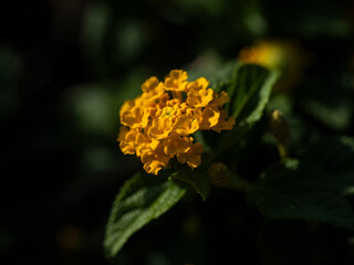 beautiful flower in nature