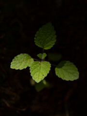 beautiful plants in the forest