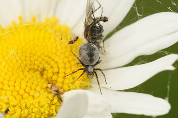 Closeup on a small grey araneomorph spider, Brigittea latens on a white flower in the garden