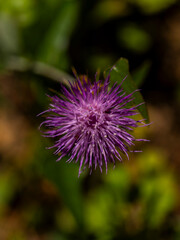 beautiful flowers in the garden