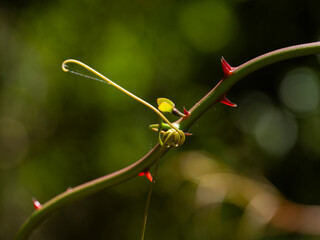 beautiful plant in the forest