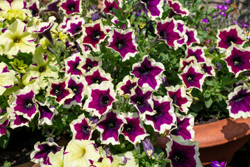 Close up of petunias in bloom